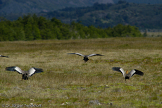 Schwarzzügelibis (10 von 15).jpg